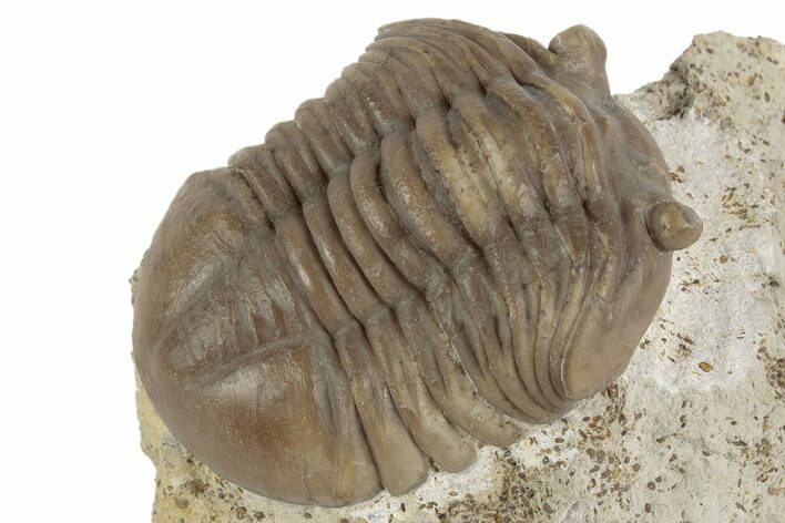 Asaphus Expansus Trilobite - Russia #191051